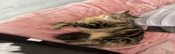 Mixed Breed cats for sale: 4 kittens for sale (2 black and white 2 tabby)  in Hull - Advert 1
