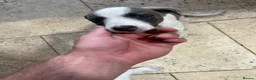 Whippet dogs for sale: Working/show/race/family whippet puppies  - Advert 3