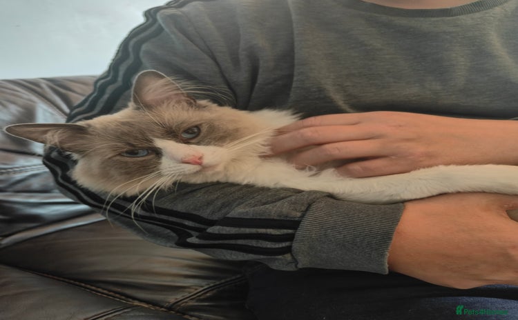 Ragdoll cats - Advert 11