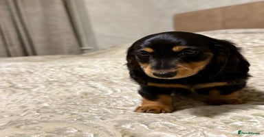 Miniature Dachshund dogs Long-Hair Black & Tan Miniature Dachshund Puppies - Advert 8