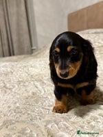 Miniature Dachshund dogs Long-Hair Black & Tan Miniature Dachshund Puppies - Advert 2