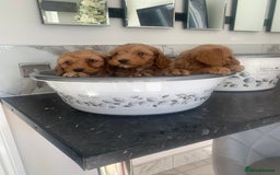 Cavapoo dogs for sale: Toy apricot Cavapoo puppies toy poodle - Image 5