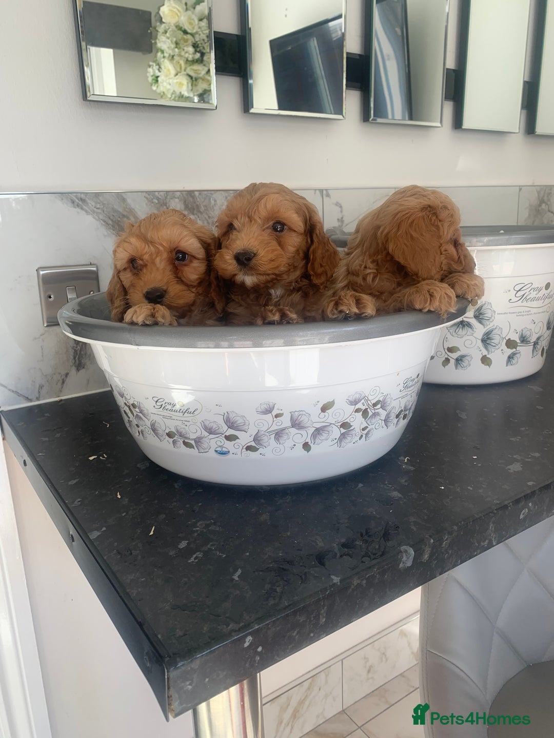 Cavapoo dogs for sale: Toy apricot Cavapoo puppies toy poodle - Image 5