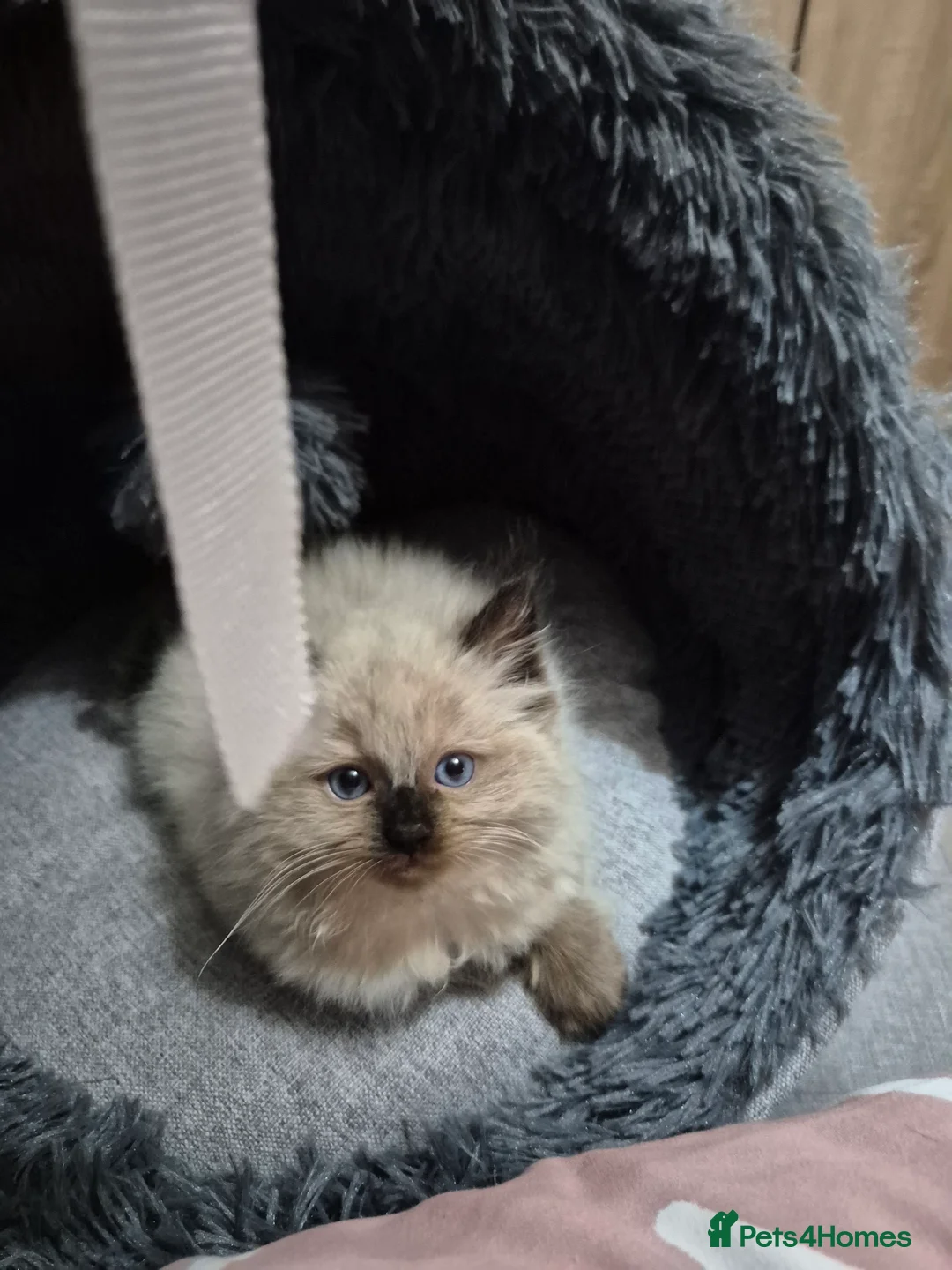 Ragdoll cats for sale: Female ragdoll kitten  - Advert 8
