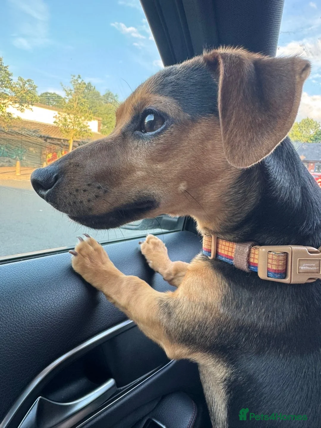 Mixed Breed dogs for sale: Dachshund Cross - Advert 2