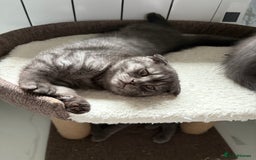 Scottish Fold cats for sale: Scottish fold kittens ready to find new homes - Image 6