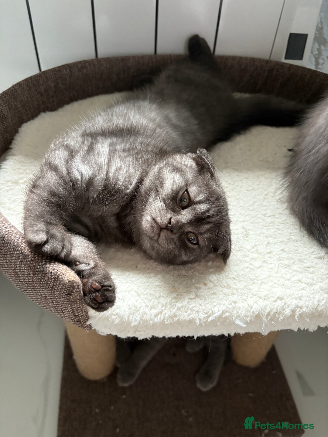 Scottish Fold cats for sale: Scottish fold kittens ready to find new homes - Image 6