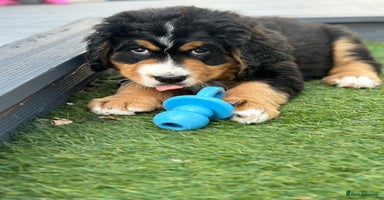 Bernedoodle dogs - Advert 2
