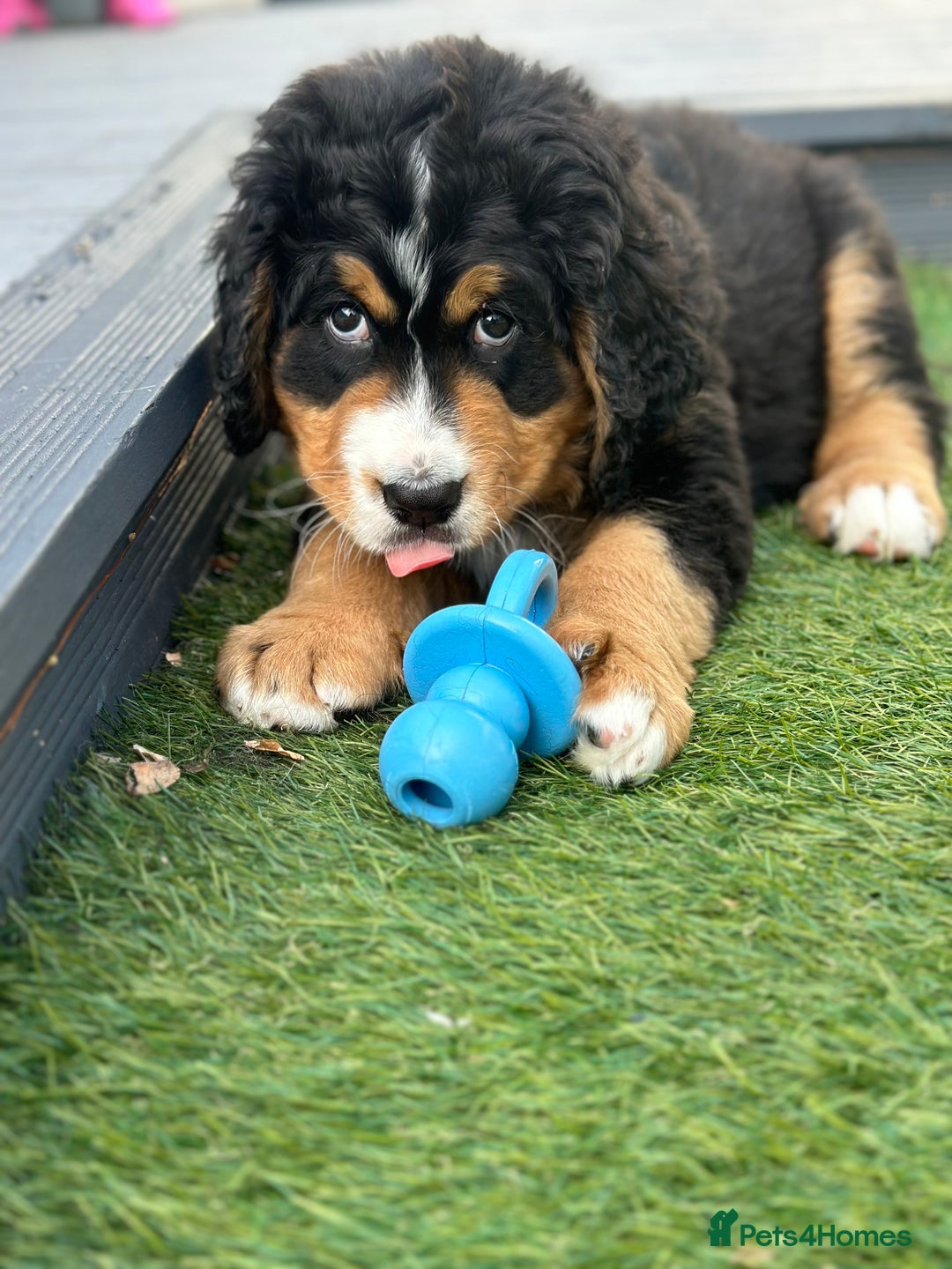 Bernedoodle dogs for sale: ⭐️⭐️F2 BERNEDOODLE PUPPIES⭐️⭐️ - Image 3