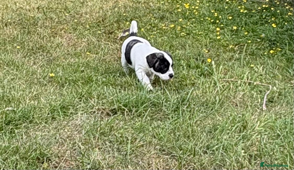 Mixed Breed dogs Male Pugland Puppy looking for new forever homes  - Advert 2