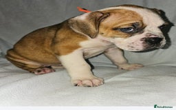 Alapaha Blue Blood Bulldog dogs for sale: IABBR. Health tested. Top lines.  - Advert 12