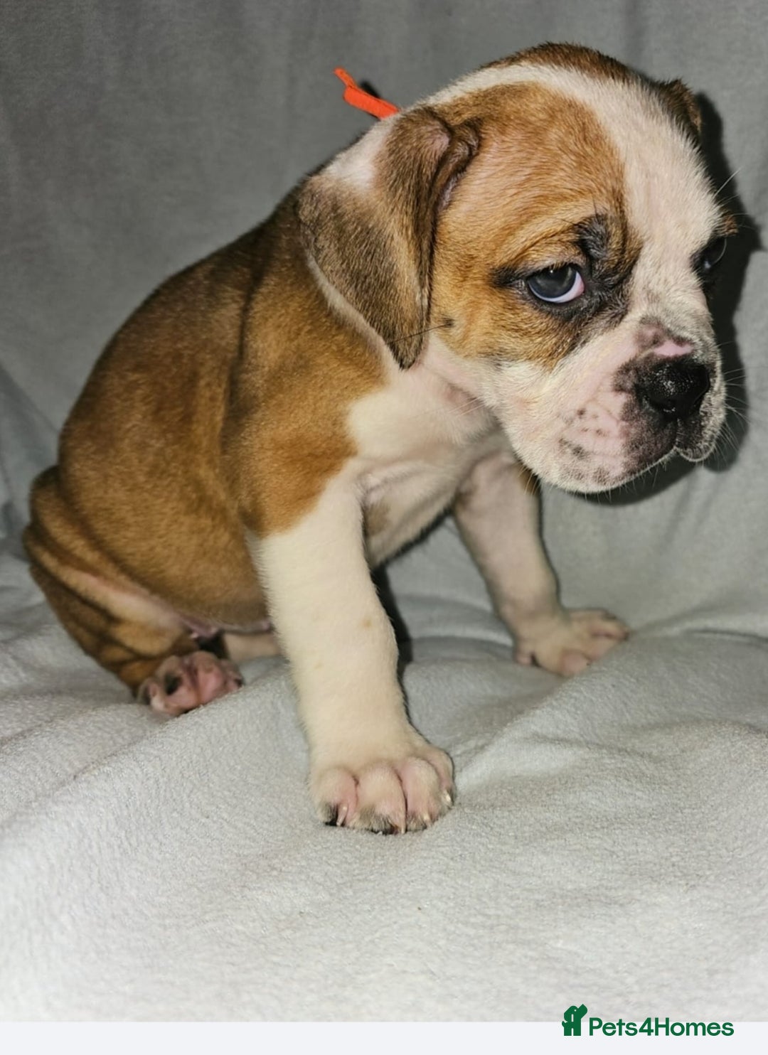 Alapaha Blue Blood Bulldog dogs for sale: IABBR. Health tested. Top lines.  - Advert 12