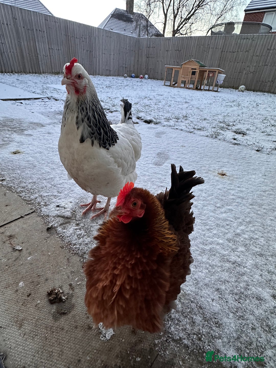 Chickens poultry for sale: Two Hens for Rehoming – Very Friendly - Advert 13