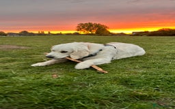 Golden Retriever dogs for sale: Gorgeous 9 months old Golden Retriever  - Image 5