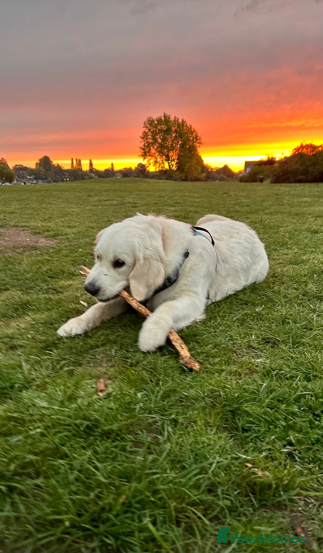 Golden Retriever dogs for sale: Gorgeous 9 months old Golden Retriever  - Image 5