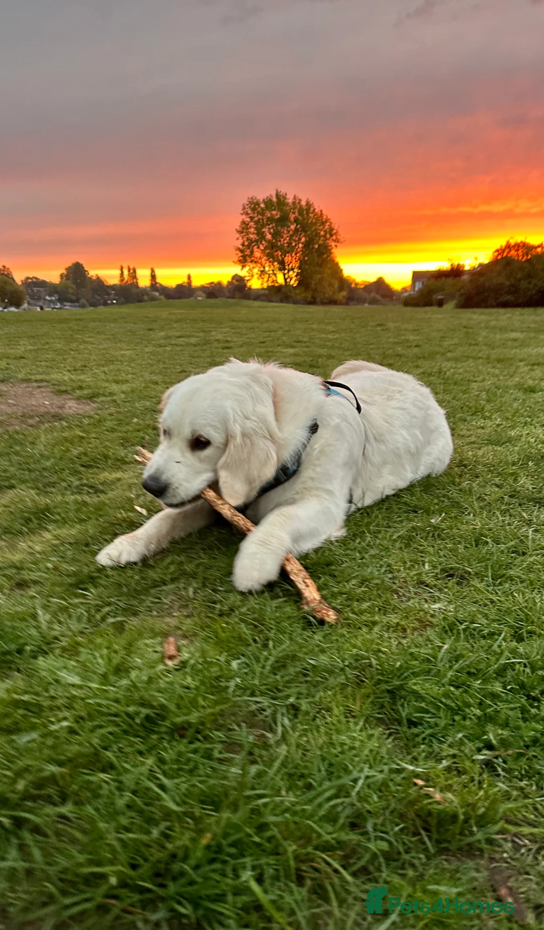 Golden Retriever dogs for sale: Gorgeous 13 months old Golden Retriever  - Advert 5
