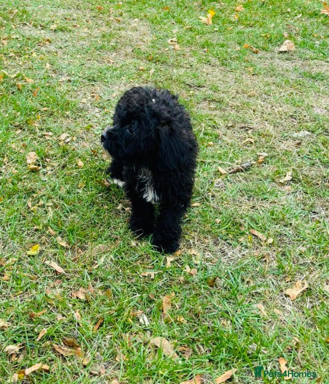 Shih Tzu dogs for sale: Shih Tzu Puppies  - Image 9