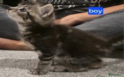 Mixed Breed cats for sale: 3 fluff balls looking for forever homes  - Image 12