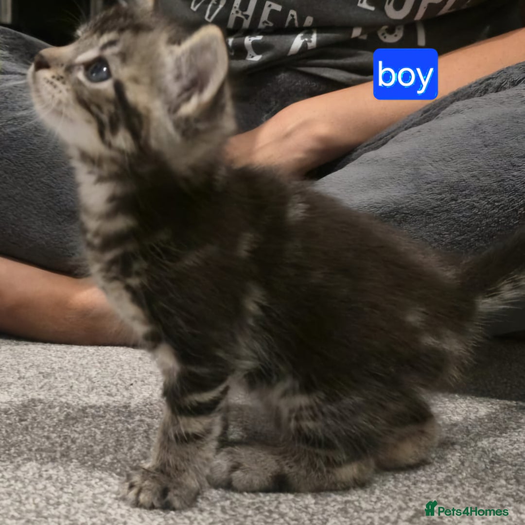Mixed Breed cats for sale: 3 fluff balls looking for forever homes  - Image 12
