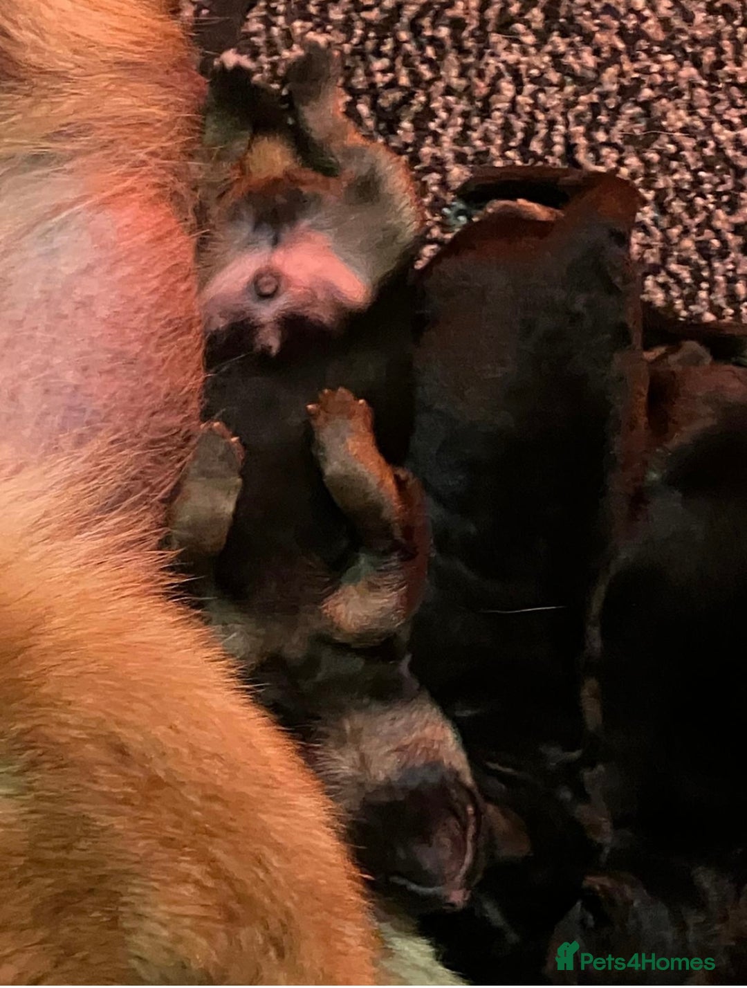 German Shepherd dogs for sale: German shepherd puppies kc registered - Image 5