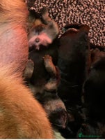 German Shepherd dogs - Advert 4