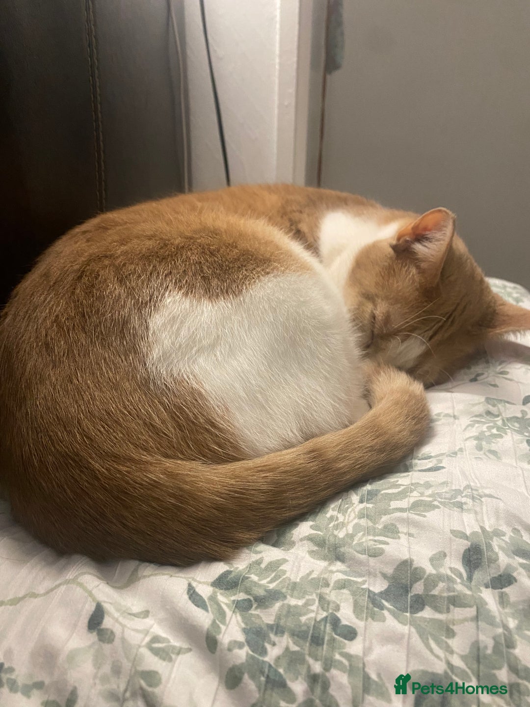 British Shorthair cats for sale: 💙Lovely 3 legged Tommy 💙 - Advert 6