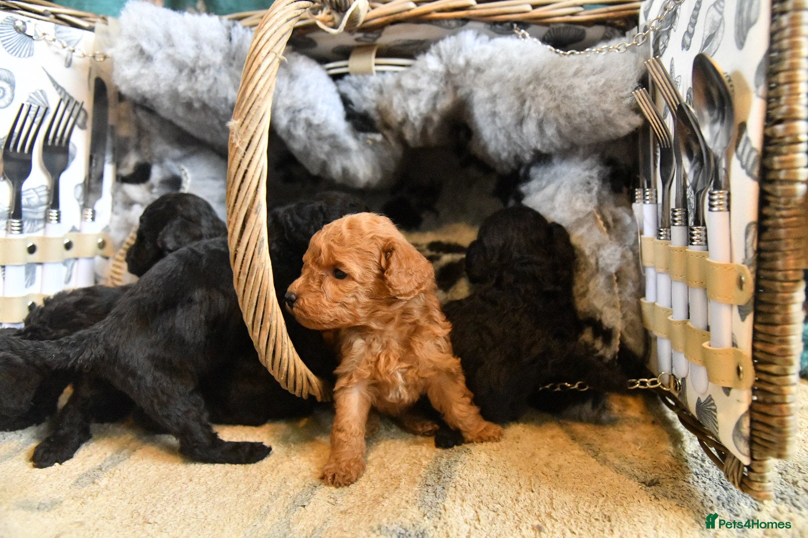 Toy Poodle dogs Pure bred Toy Poodle puppies, Black and Red - Advert 2