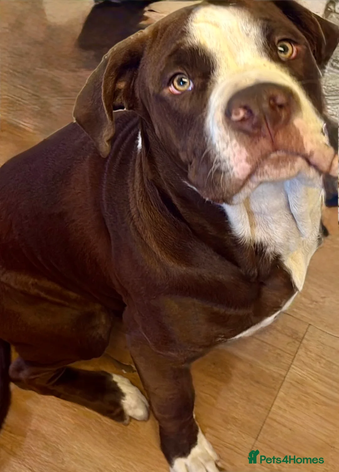 Mixed Breed dogs for sale: Cane corso x American bull mastiff  - Advert 5