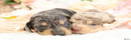 Miniature Dachshund dogs for sale: KC Miniature Dachshund Puppies - Advert 16