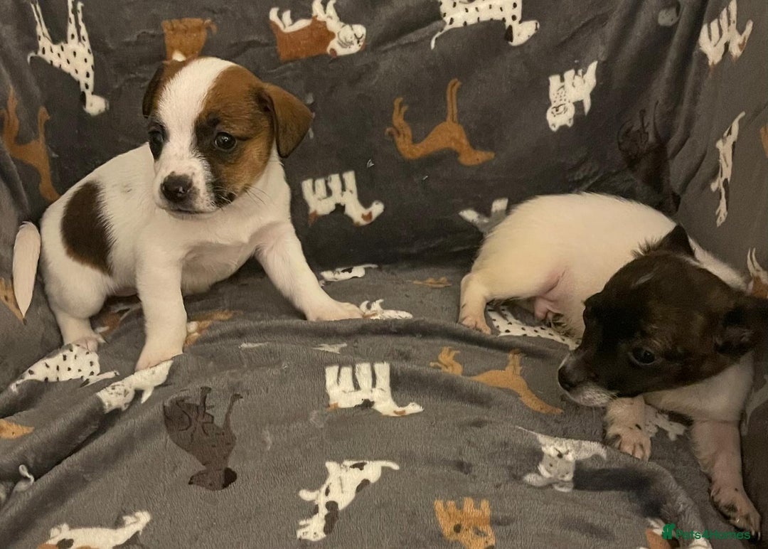 Jack Russell dogs for sale: Miniature jack Russell puppies - Advert 2