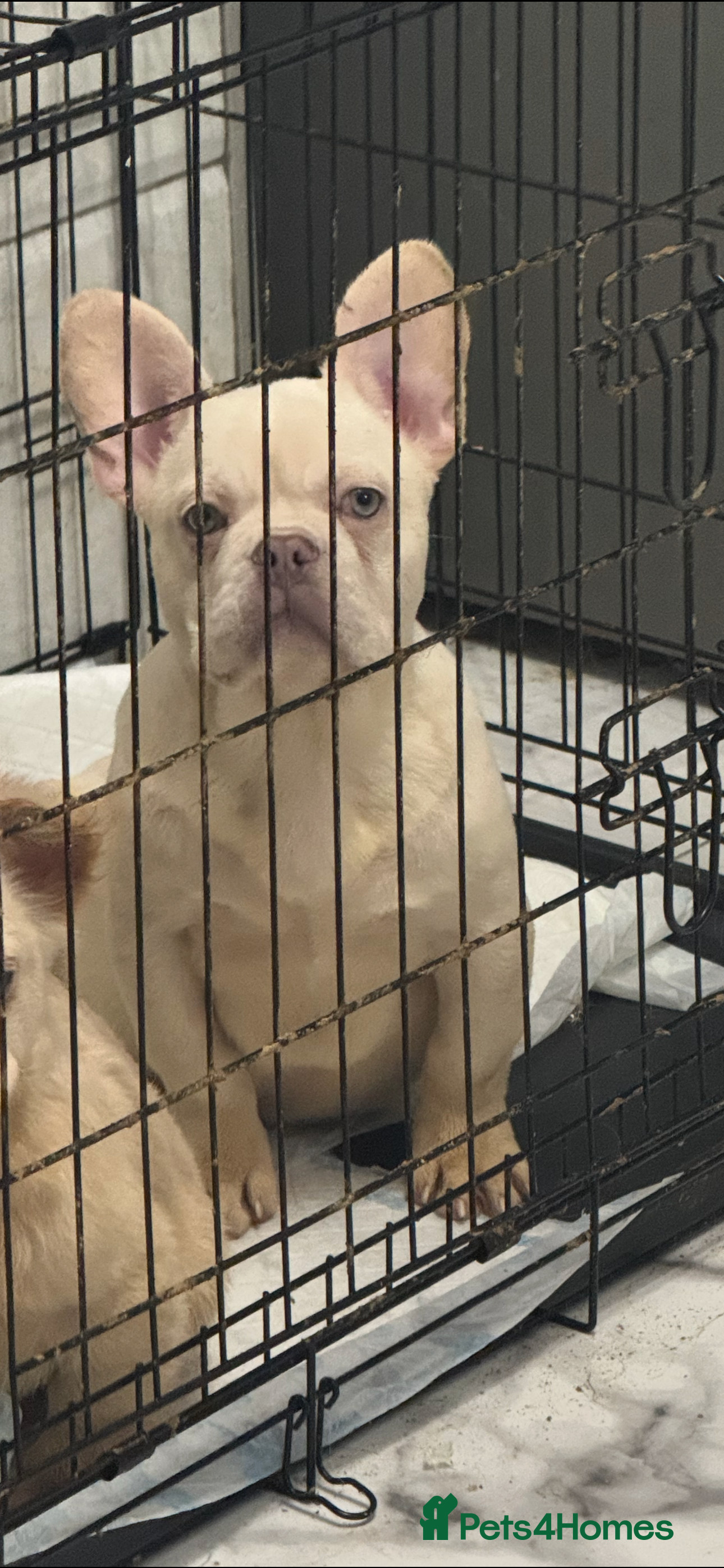 French Bulldog dogs Beautiful fluffy/ fluffy carrier Frenchie pups  - Advert 6