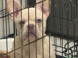 French Bulldog dogs Beautiful fluffy/ fluffy carrier Frenchie pups - Advert 2