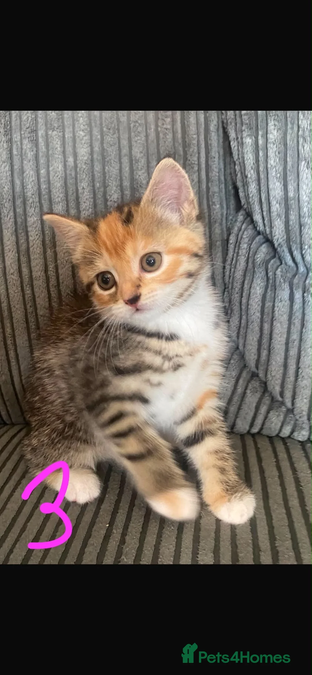 Mixed Breed cats for sale: READY NOW 5 kittens ‘ginger females included’ - Advert 14