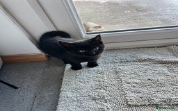 Mixed Breed cats for sale: Kittens for sale  - Advert 16