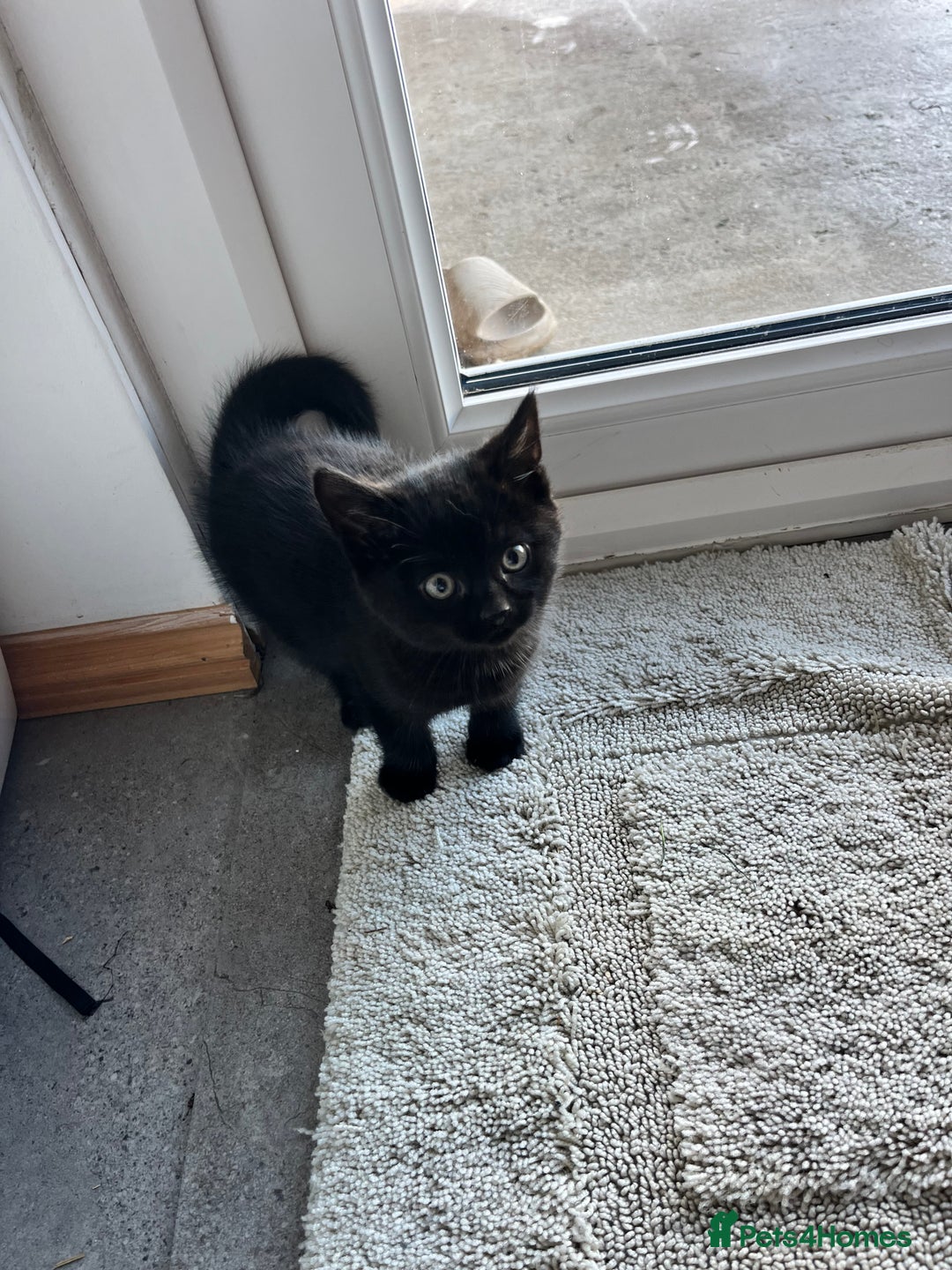 Mixed Breed cats for sale: Kittens for sale  - Advert 16