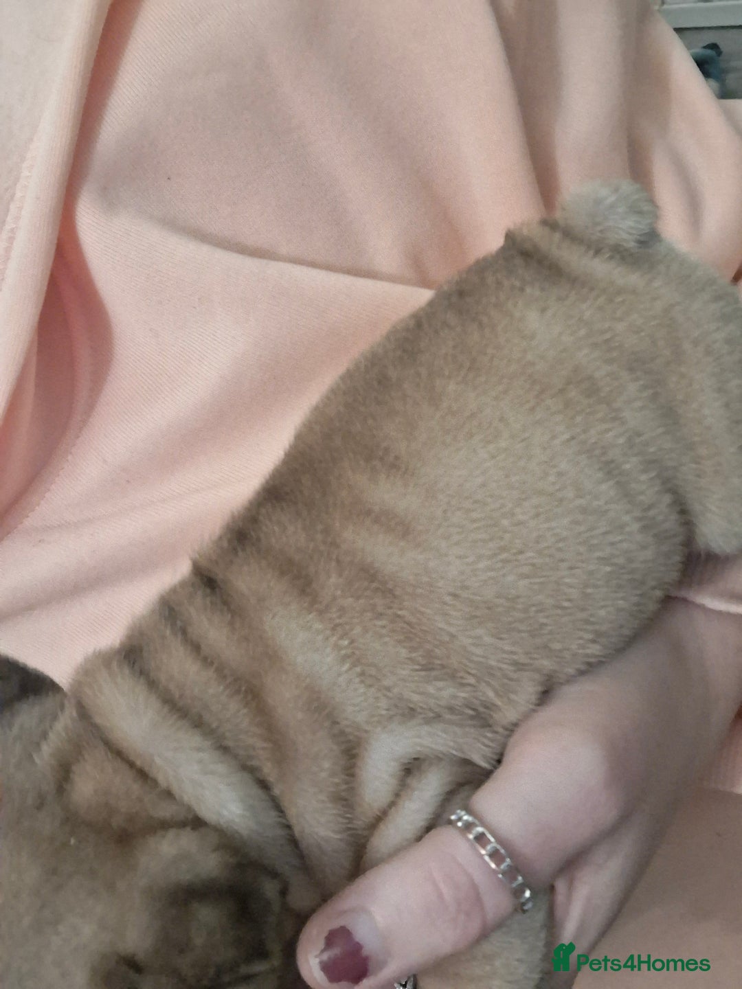 French Bulldog dogs for sale:  Pink Gene / fluffy french bulldog puppies - Advert 4