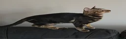 Bengal cats for sale: Outstanding Tica Show quality bengal kitten's - Advert 17