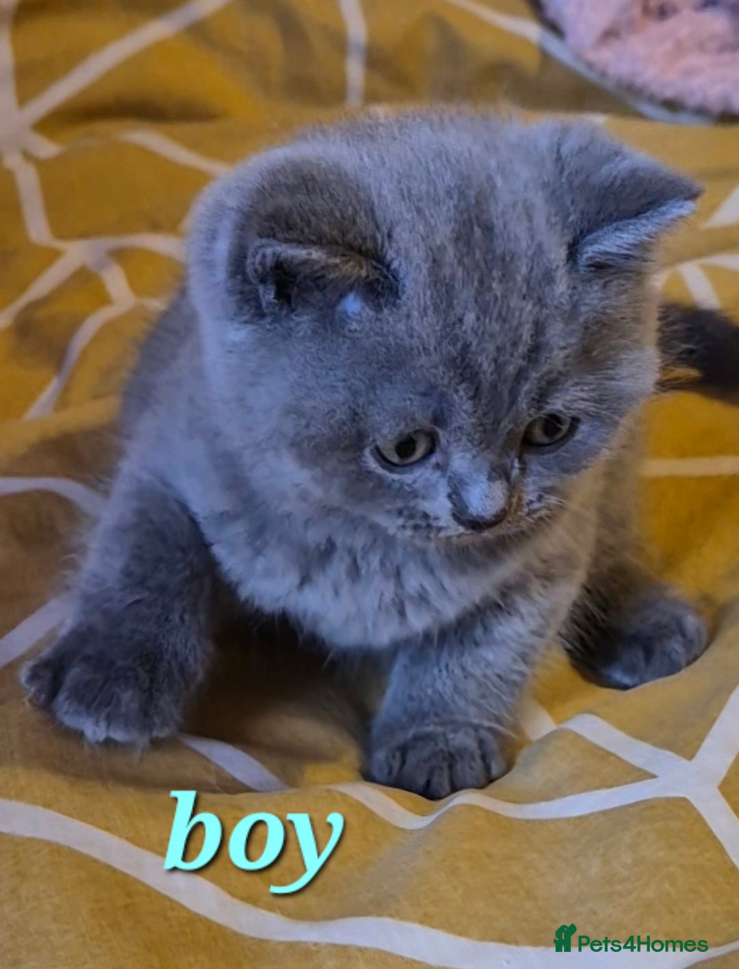 Kittens for sale in Grimsby, Lincolnshire Pets4Homes