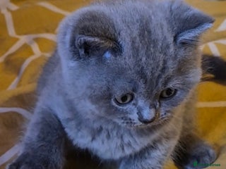 British Shorthair cats - Advert 7