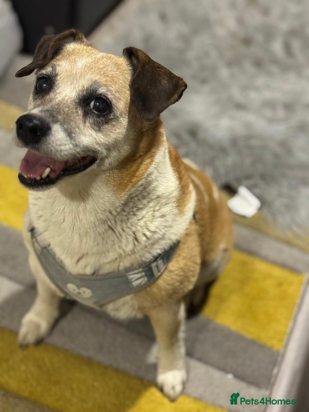 Mixed Breed dogs for adoption: Sweetheart Folti needs her home - Advert 5