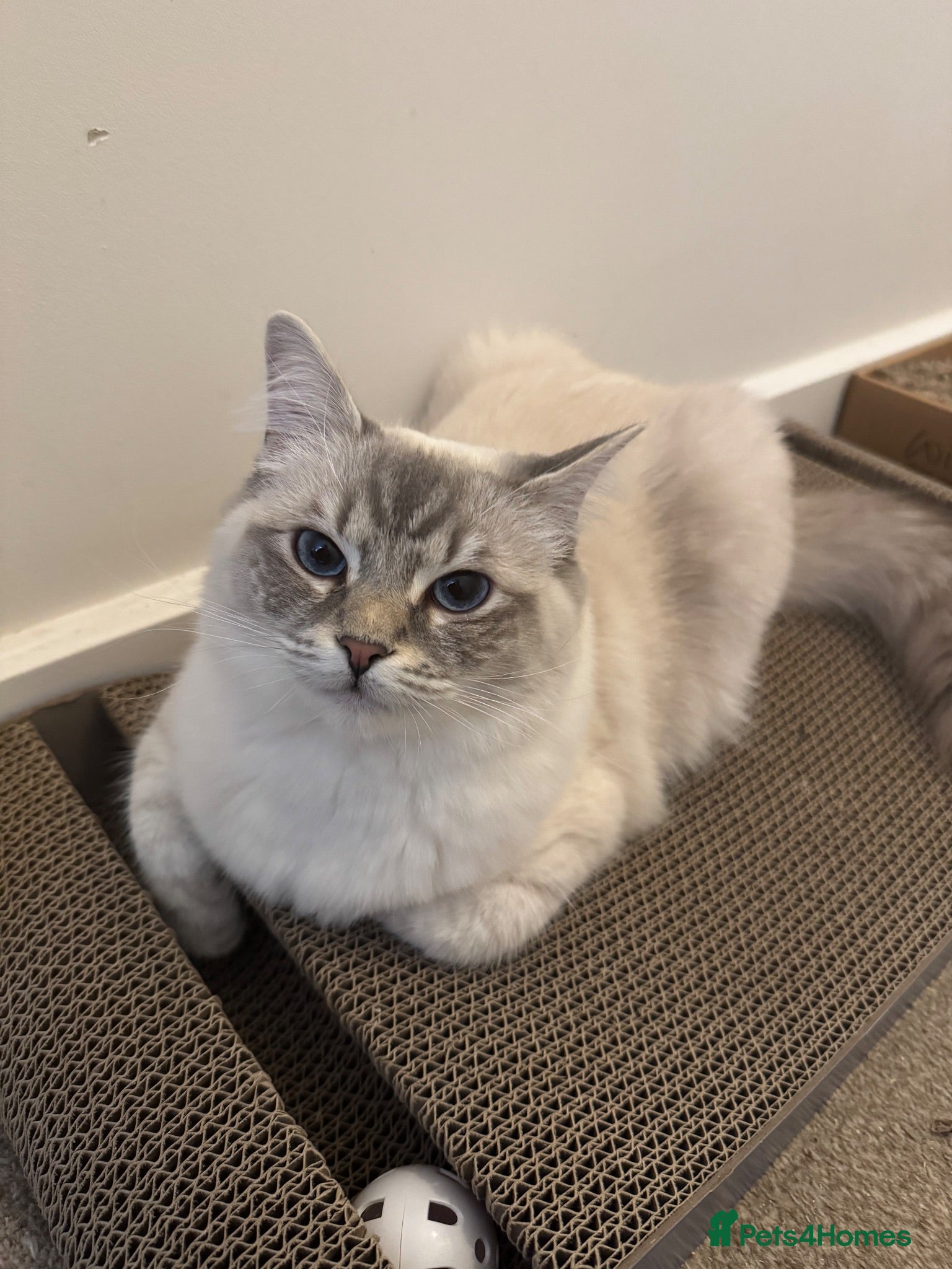 Ragdoll cats Looking for a stud  - Advert 1