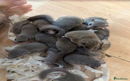 Mouse rodents for sale: Lots of African Pygmy Dormice! - Image 2