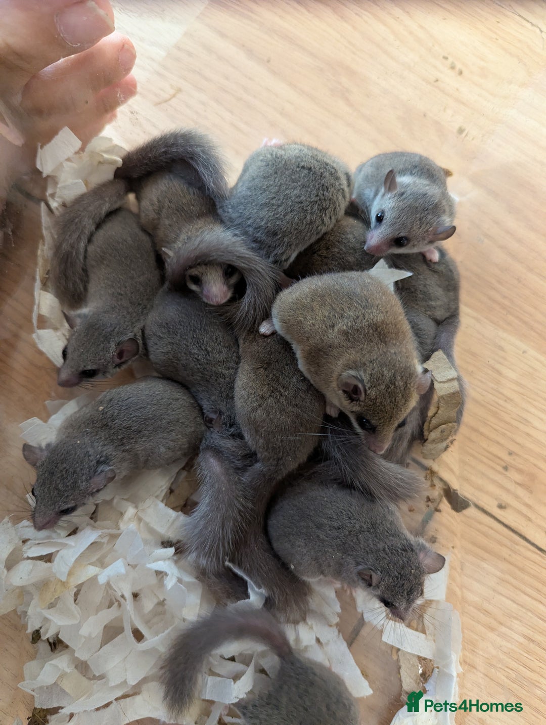 Mouse rodents for sale: Lots of African Pygmy Dormice! - Image 2