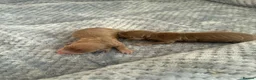 Miniature Dachshund dogs for sale: Beautiful Miniature Dachshund Puppies For sale  in Ormskirk - Advert 16