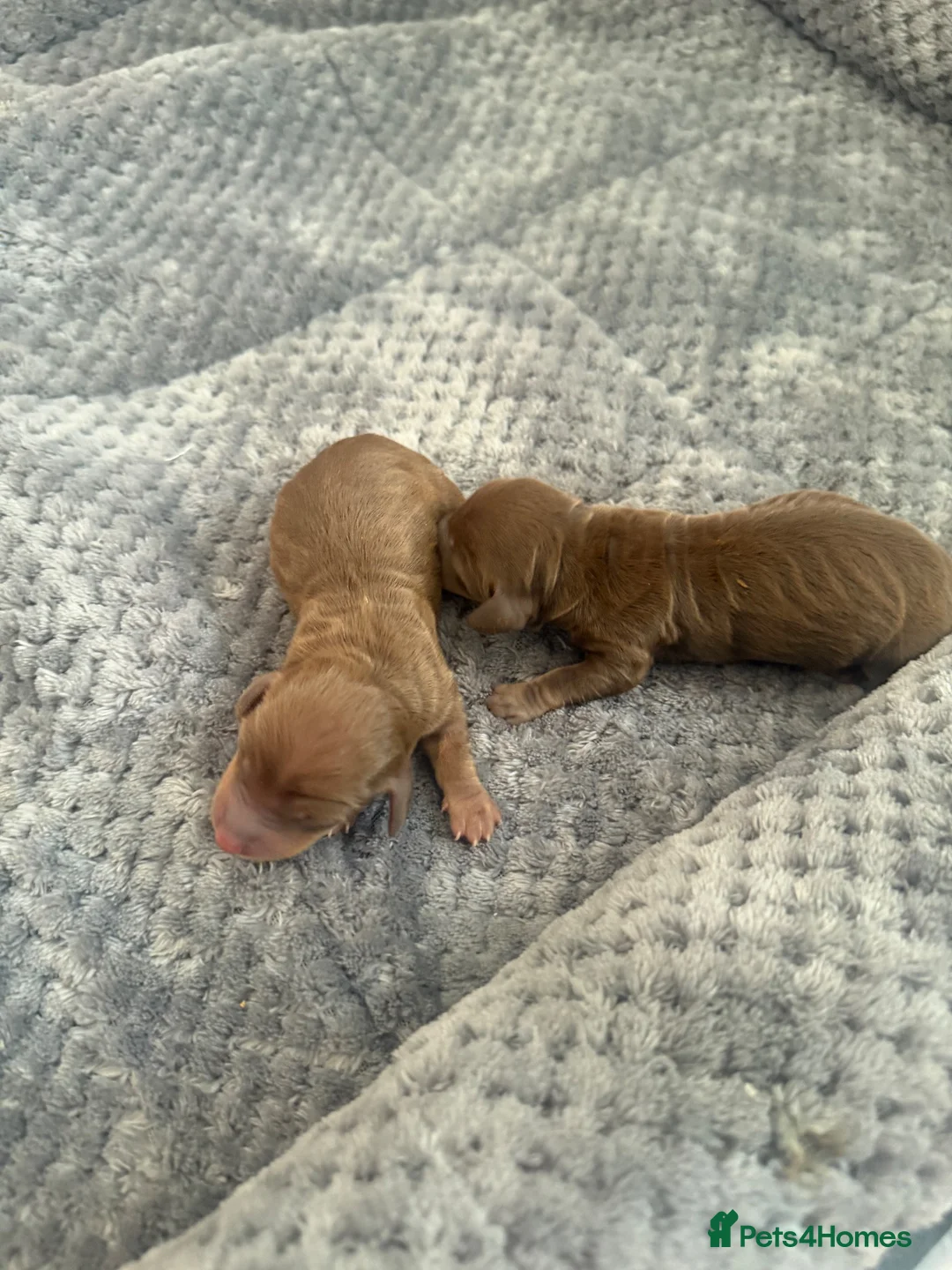 Miniature Dachshund dogs for sale: Beautiful Miniature Dachshund Puppies For sale  in Ormskirk - Advert 16