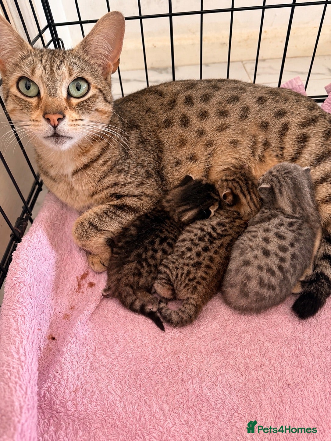 Savannah cats Absolutely striking Savannah kittens  - Advert 1
