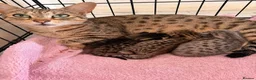 Savannah cats for sale: Absolutely striking Savannah kittens  2 left!!  - Advert 1