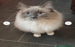 Ragdoll cats for sale: 💖Beautiful GCCF Registered Ragdoll Kittens. - Image 33