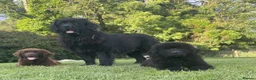 Newfoundland dogs for sale: Three Beautiful Pedigree Newfoundland Puppies  - Advert 1