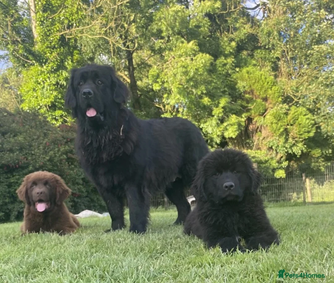 Newfoundland dogs for sale: Three Beautiful Pedigree Newfoundland Puppies  - Advert 1